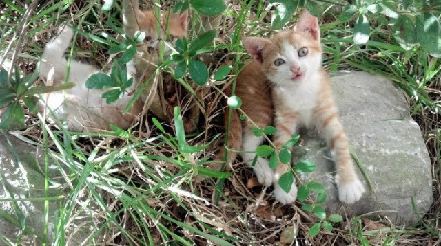 ATP总决赛轻取澳网？阿尔卡拉斯以钢铁风暴定义时代