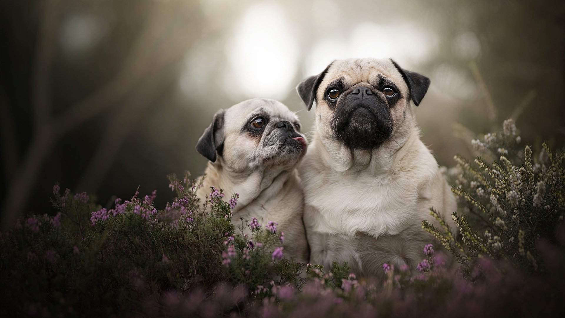 从边缘到核心，蒂亚戈非典型爆发背后的秘密，解析马竞如何以南美节奏横扫秘鲁哲学
