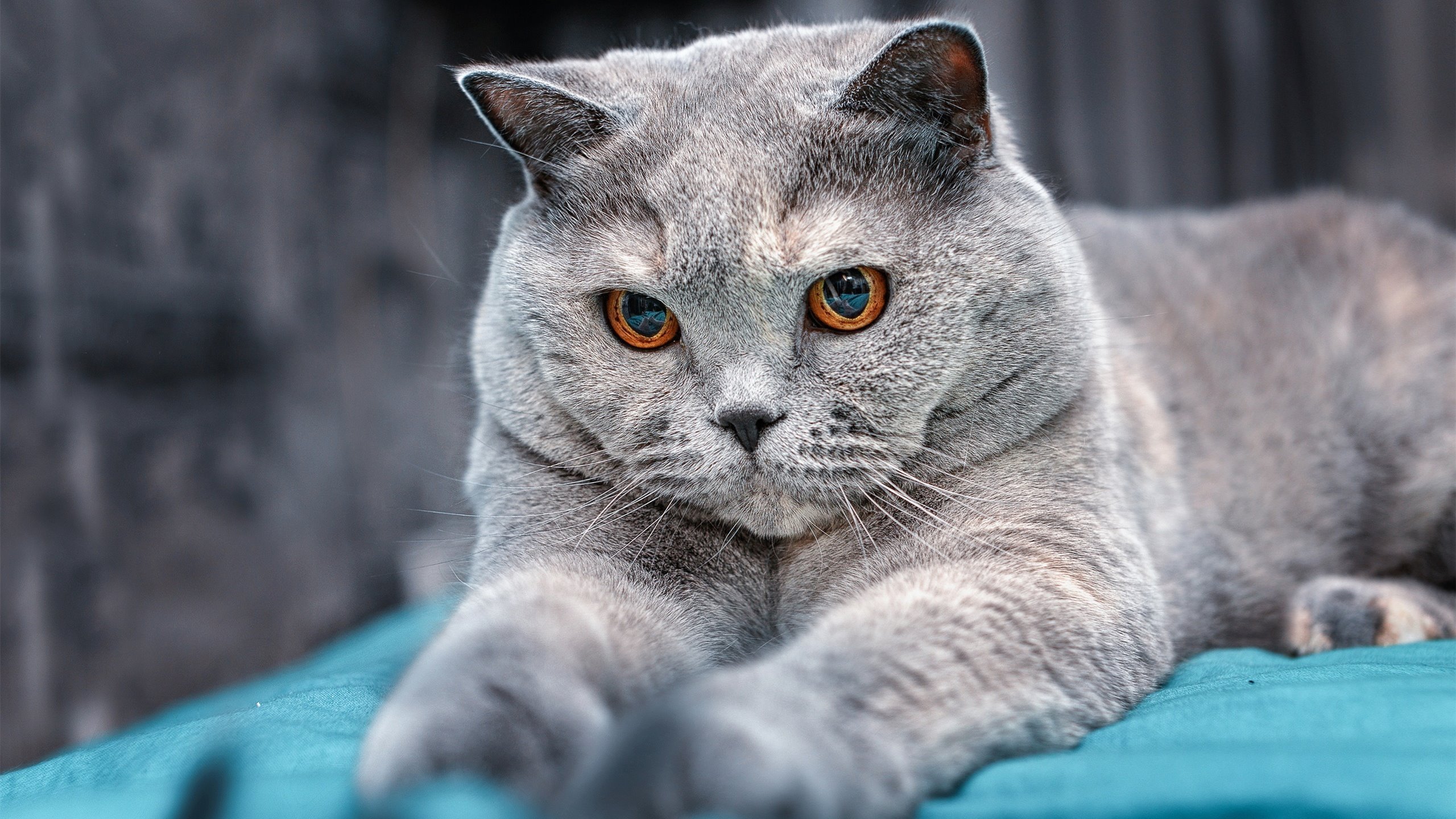 双线启示录，三笘薰数据封神同日，埃及终结毕尔巴鄂50年神话