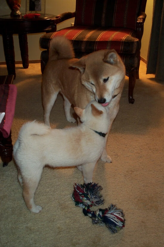 爱游戏体育-跨维风暴，当姚明在演播室喊出切特射门！