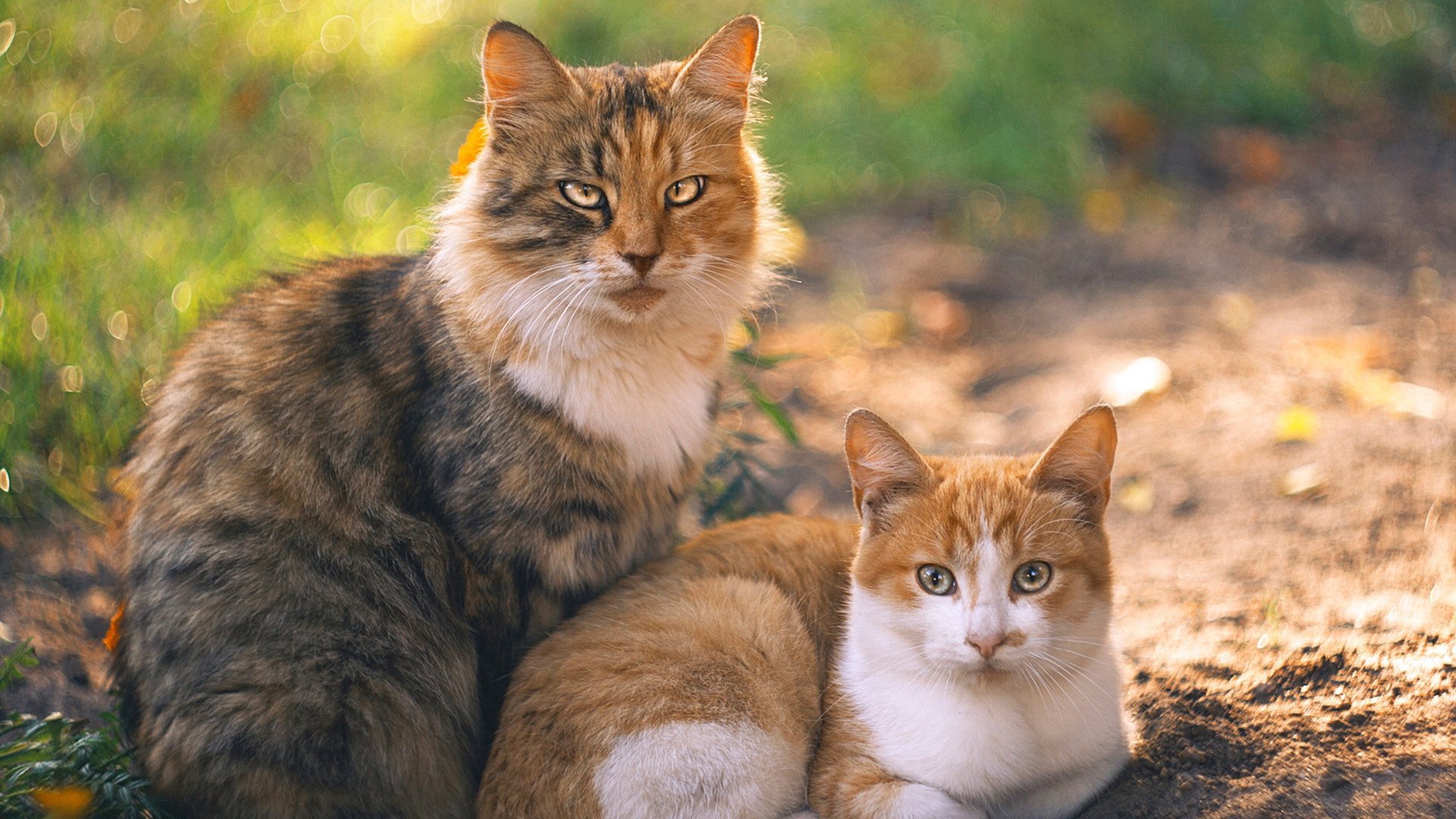 爱游戏在线-末节死神！德罗赞关键七连斩熄灭雄鹿，冷血本色定乾坤
