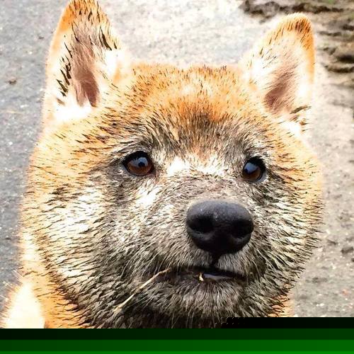 绝杀狂澜，戈麦斯加时封神！澳大利亚逆天改命掀翻西班牙王朝