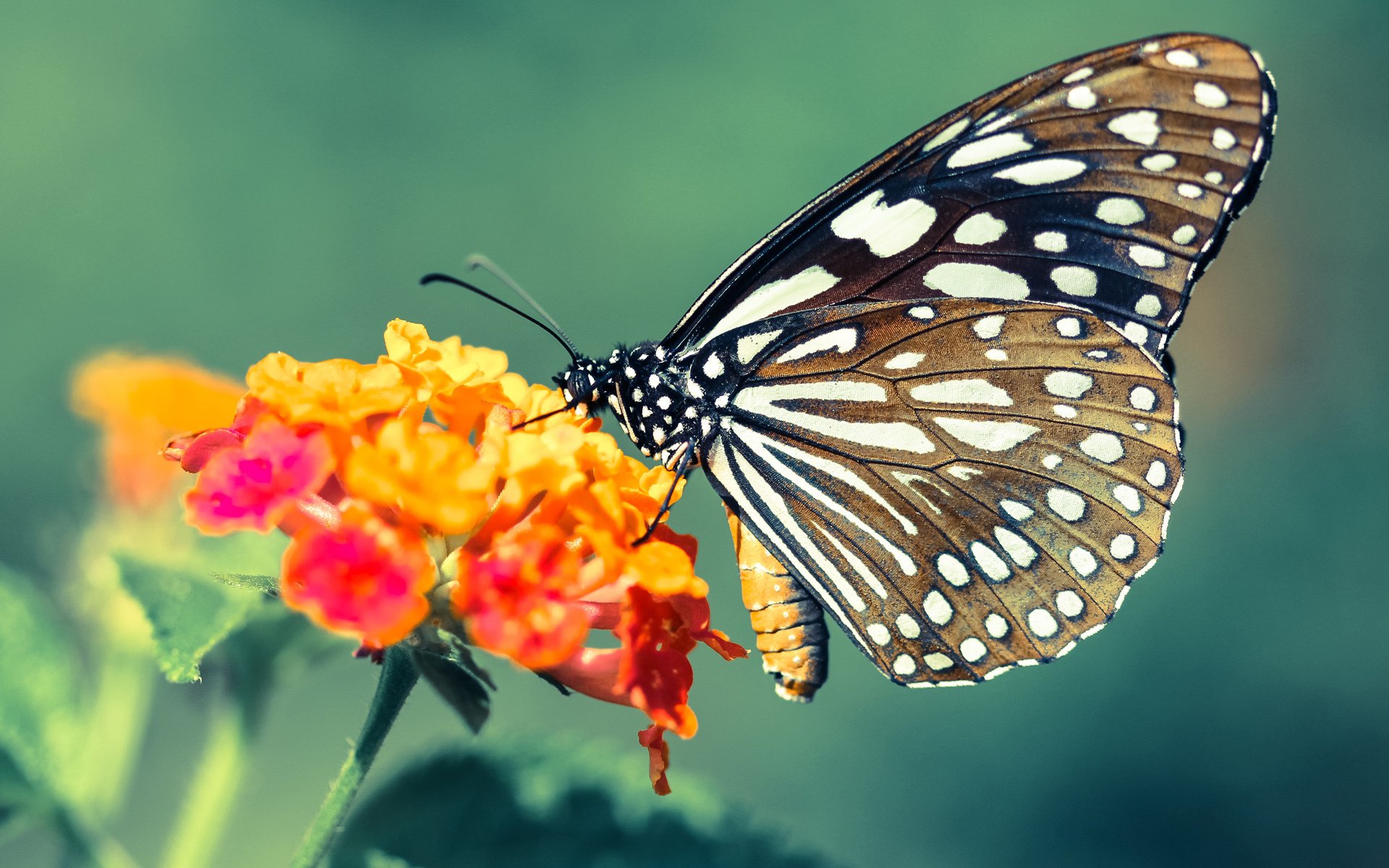 城市为赛道，钢铁斗士的烈焰追光，布伦森于街道赛之夜创造永恒一瞬