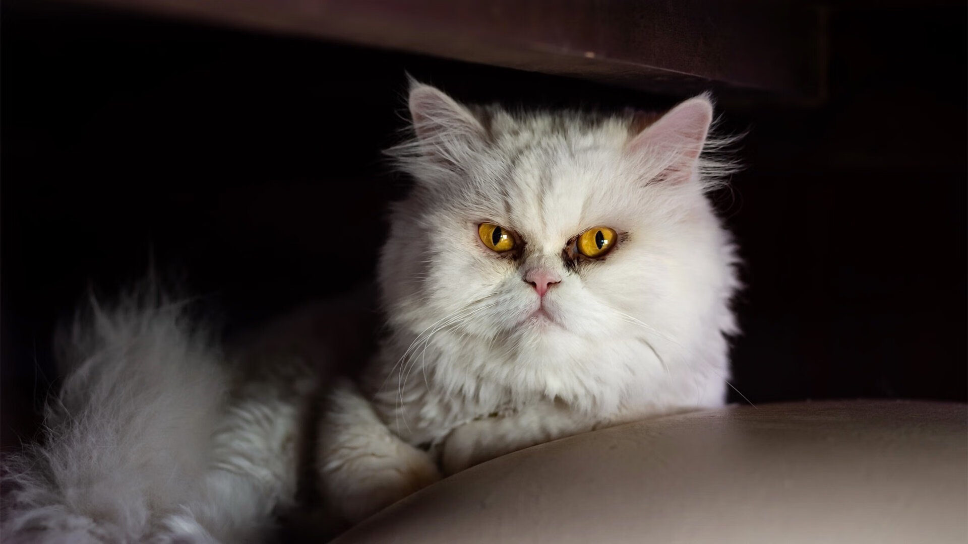 长白飞雪淬炼丹心,当约基奇在零下25℃的极寒中点燃胜利之火