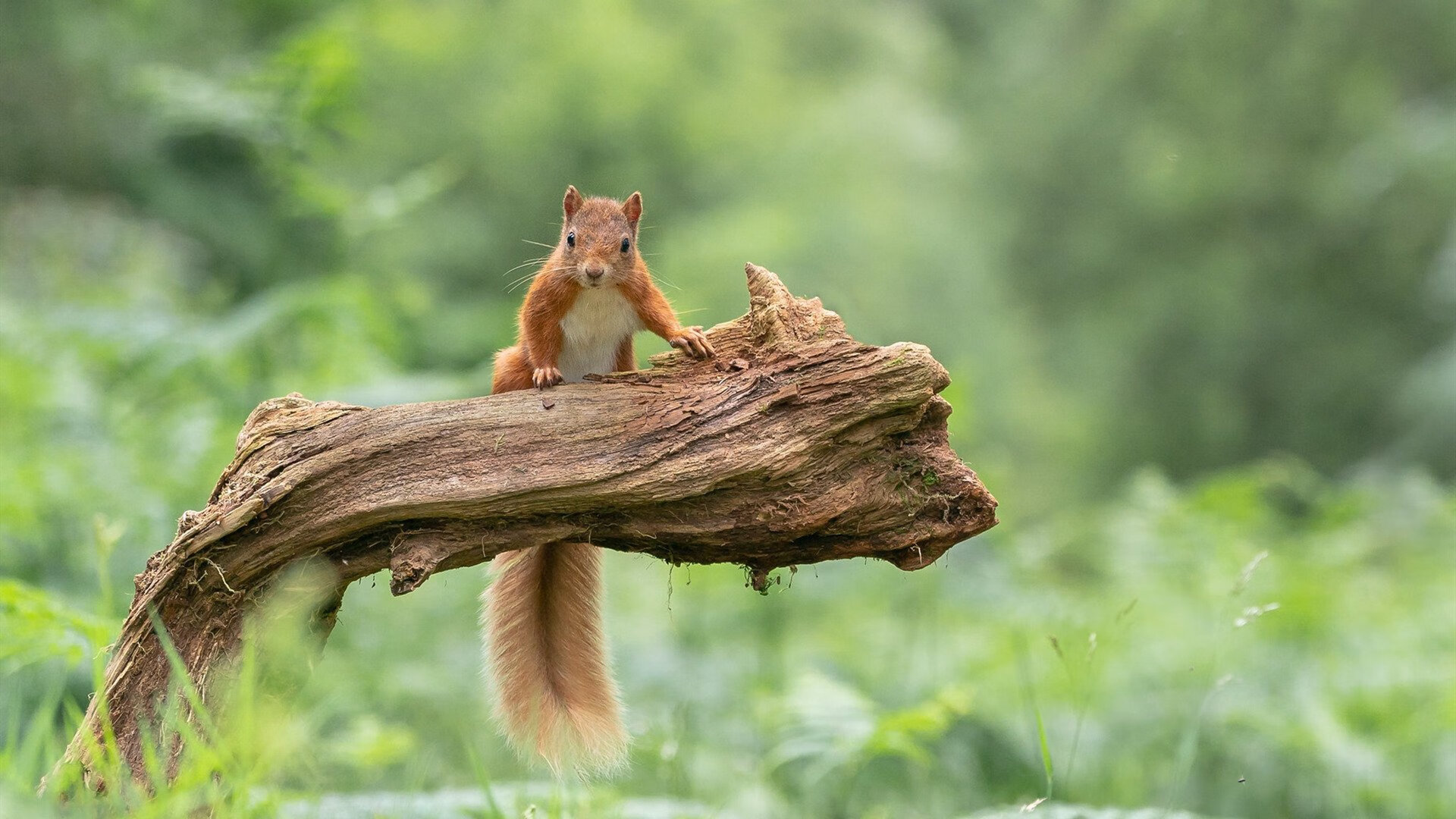 终场哨响,人们才意识到,京多安,是这支比利时精密钟表里唯一的那根琴弦