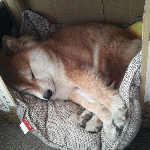 肉身服务器，杰伦·格林在数据洪流中的稳定锚点