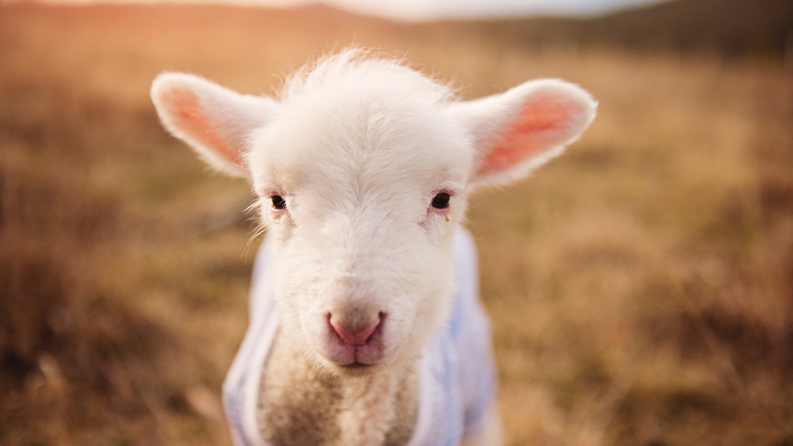 唯一性的胜利，独行侠全面压制马刺，浓眉关键先生诠释非凡