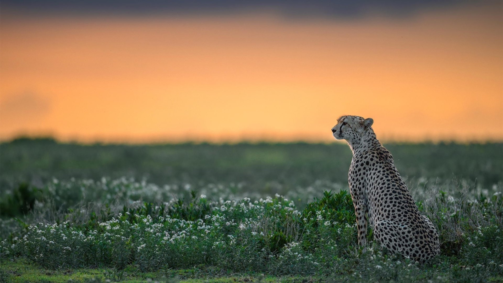 世上再无此夜,托尼的枪响与一亿个心脏的骤停