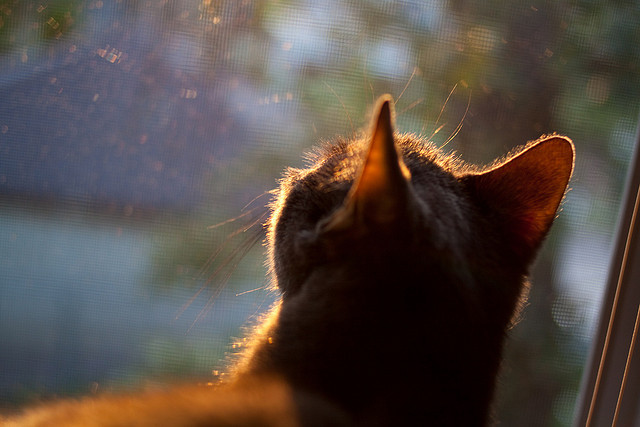勒沃库森困局,当精密德甲战车遇上大洋洲蛮牛,阿圭罗的手术刀如何切开僵局?