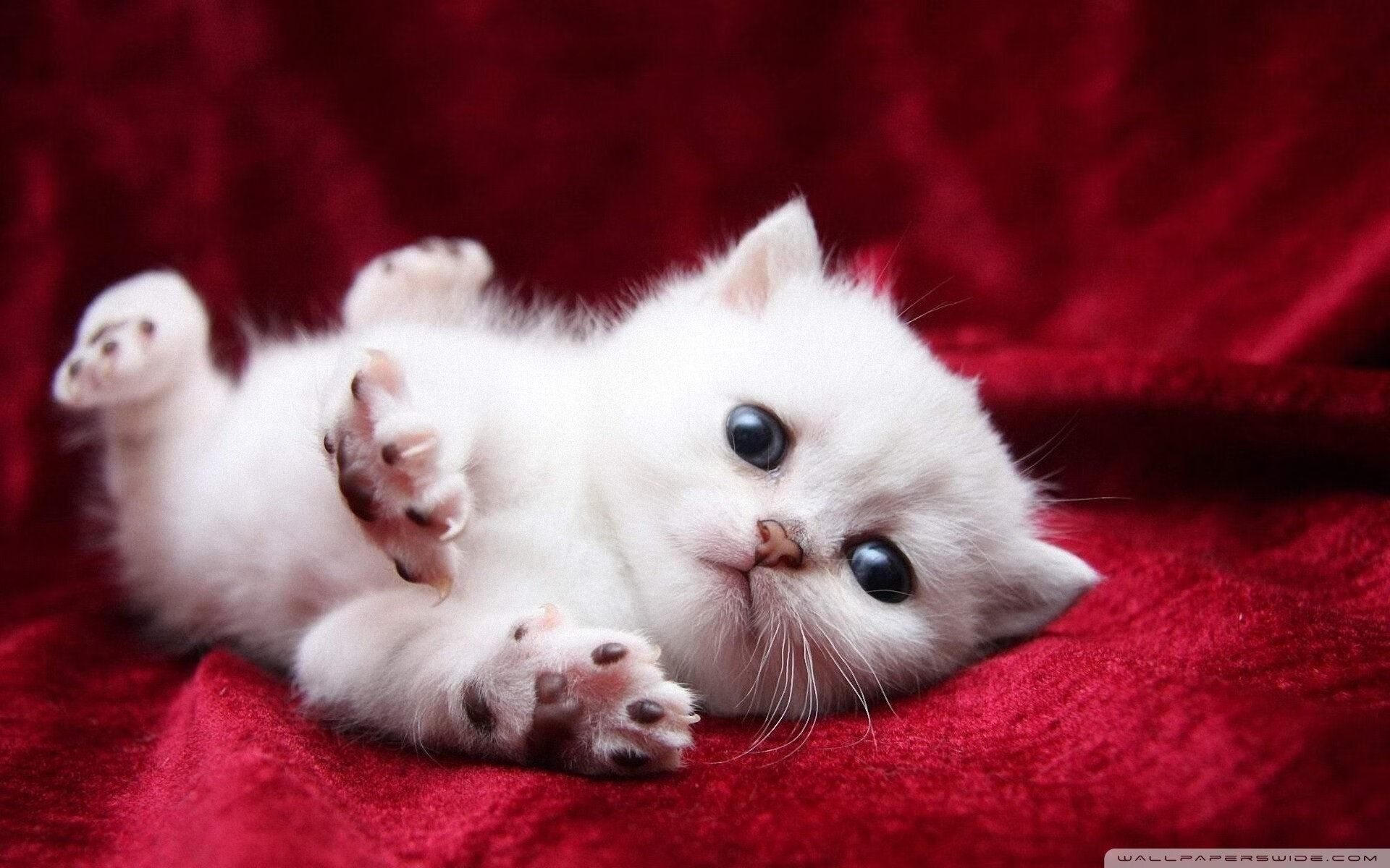 霍勒迪,精密齿轮如何卡死狂野巨兽