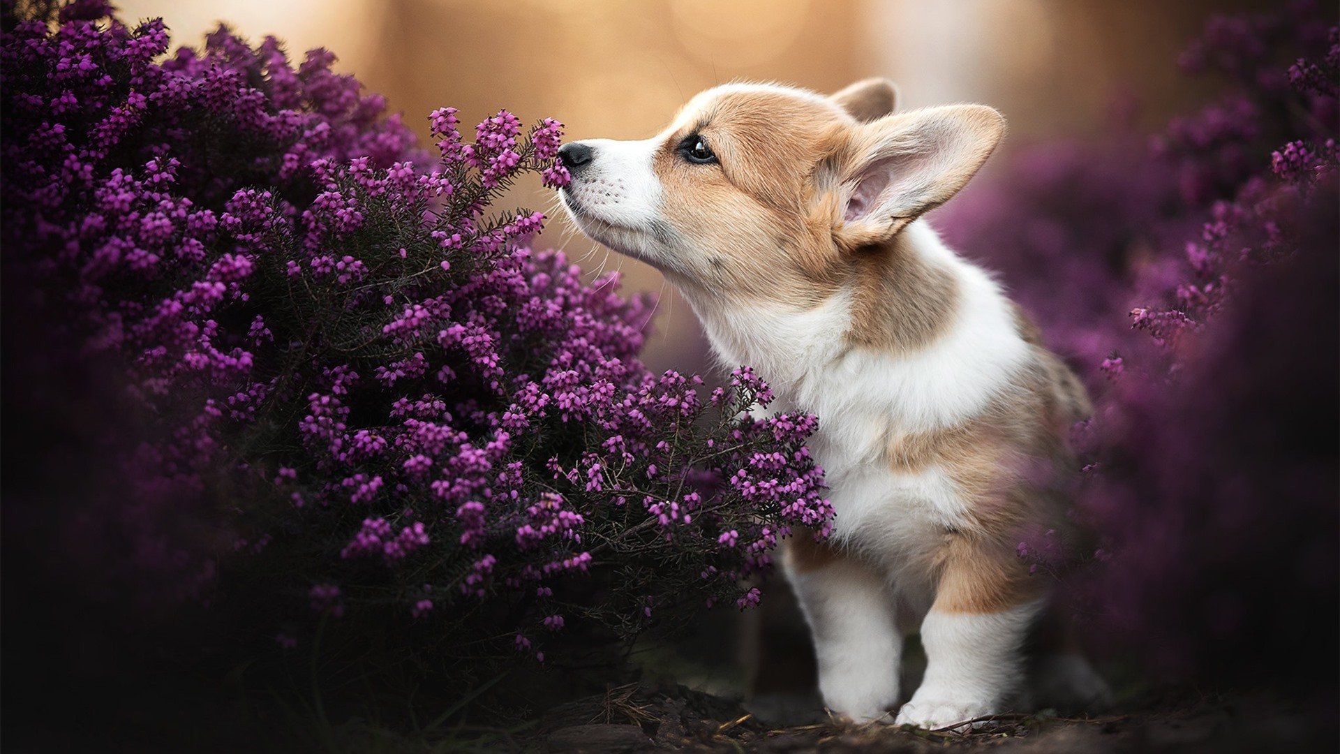 范戴克防线,马德里竞技如何用窒息艺术强行终结哥伦比亚风暴